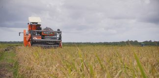 Program Kementan Efektif Tingkatkan Produksi Beras di Awal 2025