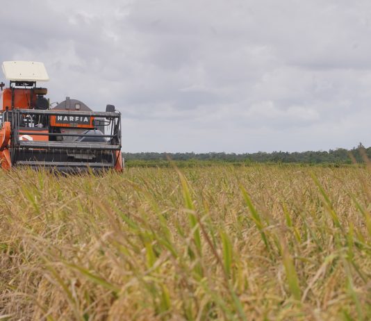 Punya Dryer Canggih, Bulog Kendal Tetap Bisa Serap Gabah Saat Musim Hujan mesin combine harvester