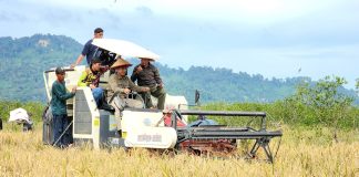 Petani Sambas Panen Perdana Padi di Lahan Kelapa dan Jeruk