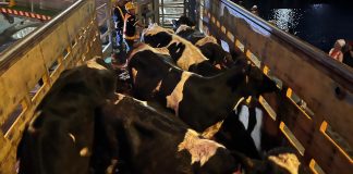 Sebanyak 1.250 Bibit Sapi Perah Impor dari Australia Tiba di Indonesia
