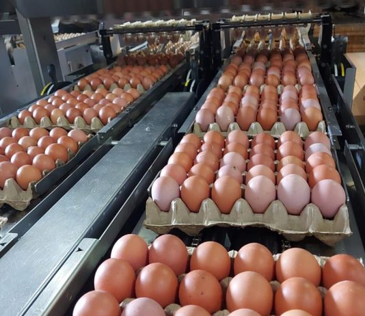 Telur ayam hasil produksi peternakan lokal.