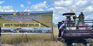 Merauke Panen Perdana di Lahan Cetak Sawah Baru Seluas 43 hektare