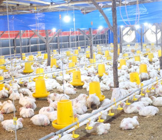 ayam-hidup