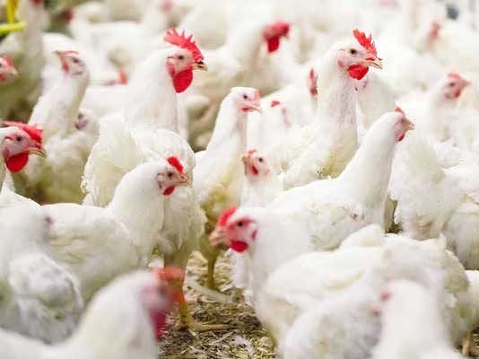 Ayam hidup yang sudah siap untuk dipanen.