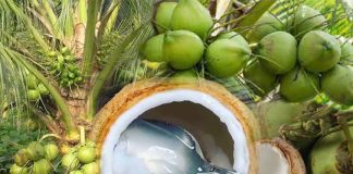Momentum Kebangkitan Agro Industri Kelapa Sebagai Kekuatan Ekonomi Kerakyatan Melalui Koperasi