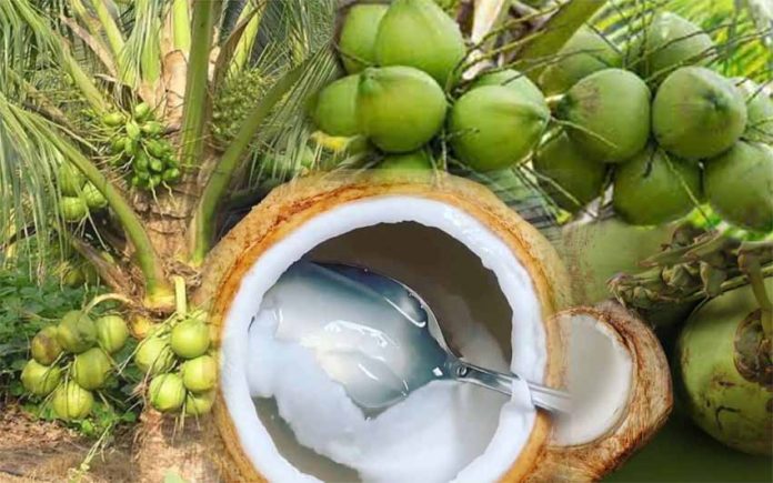 kelapa