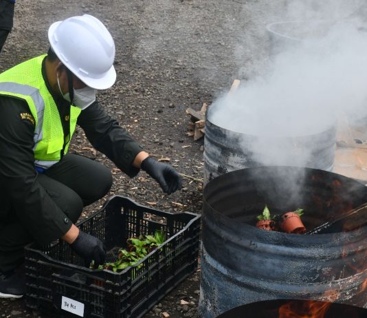 Barantin Bakar Ratusan Bibit Tanaman Hias Berbahaya