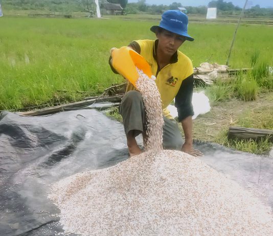 Kementan–Pupuk Indonesia Teken Kontrak Alokasi Pupuk Subsidi 2026