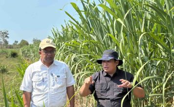 Abdul Roni Angkat, Plt Dirjen Perkebunan, meninjau kebun tebu dalam rangka pelaksanaan Program Refocusing BR 2025 di Lumajang.