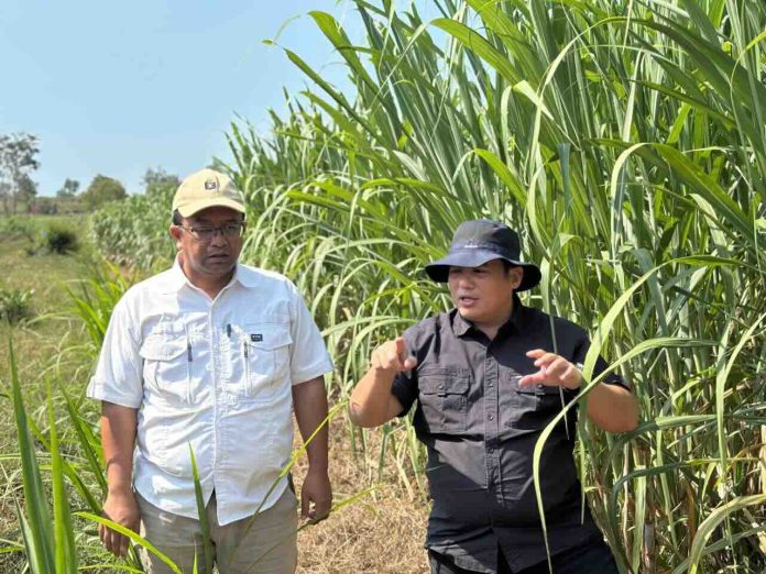 abul-roni-angkat-swasembada-gula Abdul Roni Angkat, Plt Dirjen Perkebunan, meninjau kebun tebu dalam rangka pelaksanaan Program Refocusing BR 2025 di Lumajang.