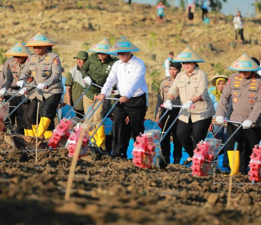 Mentan Amran: Produksi Jagung Nasional Naik 9,2 Persen Awal 2025