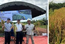Koronisasi: Inovasi Tumpang Sari Sawit, Kacang Koro, dan Padi IPB 9G untuk Ketahanan Pangan dan Optimalisasi Lahan Replanting