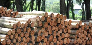 tumpukan kayu