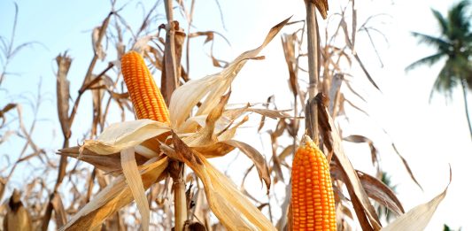 Polri Ungkap Penyebab Target Penanaman Jagung 1 Juta Hektare Belum Tercapai jagung dijemur di pohon.