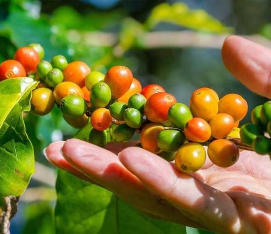 Starbucks Siapkan Satu Juta Bibit Berkualitas untuk Peremajaan Kebun Kopi biji kopi siap panen