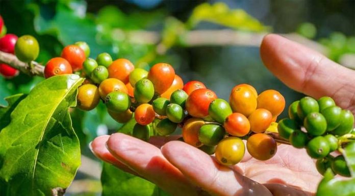 biji kopi siap panen