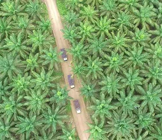 hamparan lahan sawit