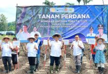 Kementan Mulai Tanam Perdana Bongkar Ratoon Tebu di Bantul