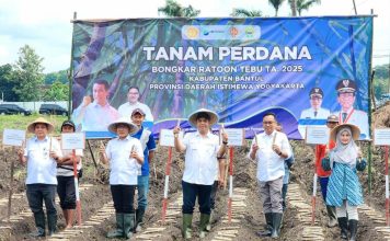 Kementan Mulai Tanam Perdana Bongkar Ratoon Tebu di Bantul