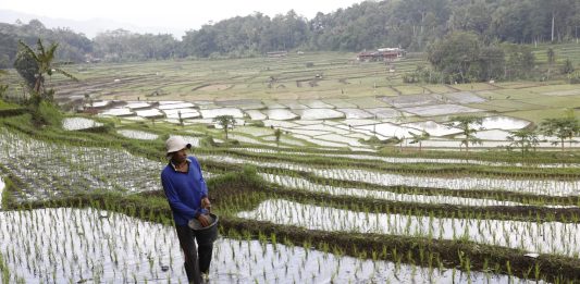 petani melakukan pemupukan