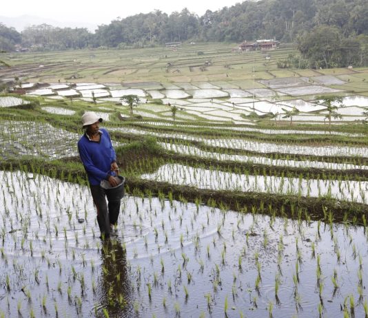 petani melakukan pemupukan