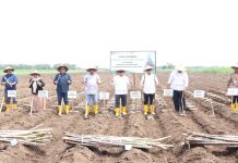 Tanam Perdana Bongkar Ratoon, Kementan Tegaskan Pentingnya Benih Tebu Bersertifikat