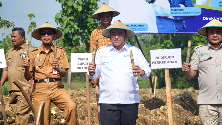 Kementan Alokasikan 100.453 Hektare untuk Bongkar Ratoon dan Lahan Baru