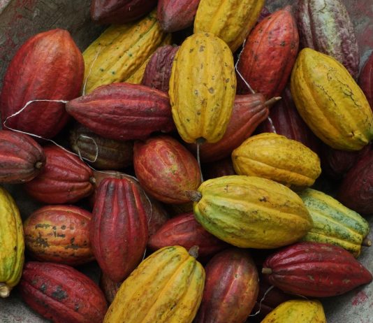 Mentan Amran Dorong Hilirisasi Kakao Dimulai dari Desa kakao-matang.