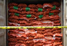 72 Ton Bawang Bombai Ilegal Positif Empat Penyakit Karantina