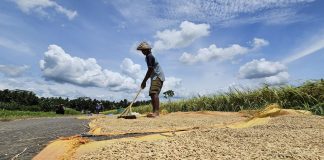 petani sedang mejemur gabah.