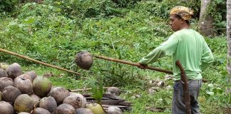 Amran Sebut Nilai Hilirisasi Kelapa, Gambir, dan CPO Bisa Tembus Rp 20.000 Triliun Pentani berbaju hijau sedang mengumpulkan kelapa.