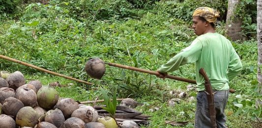 Pentani berbaju hijau sedang mengumpulkan kelapa.