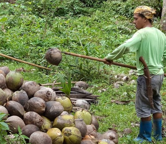 Pentani berbaju hijau sedang mengumpulkan kelapa.