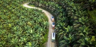 hamparan lahan sawit