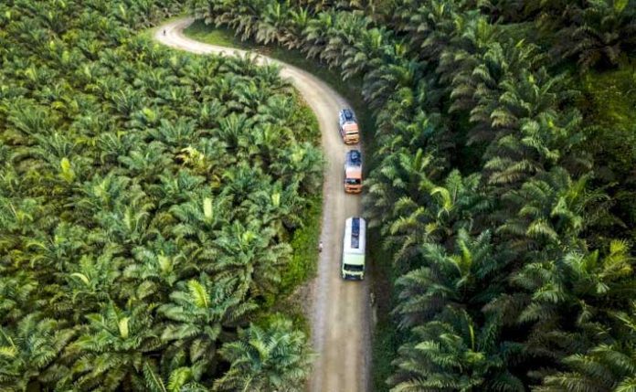 hamparan lahan sawit