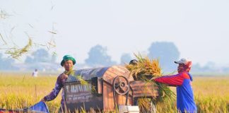Amran: Pertanian Sudah Disiapkan Hadapi El Nino hingga Konflik Geopolitik panen-padi