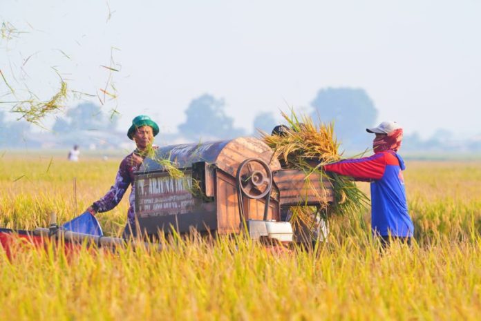 panen-padi panen-padi