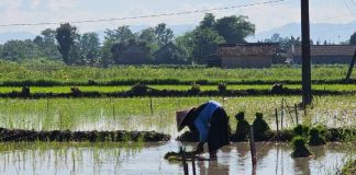 Mentan Amran Antisipasi Kekeringan dan Ketegangan Geopolitik petani menanam padi