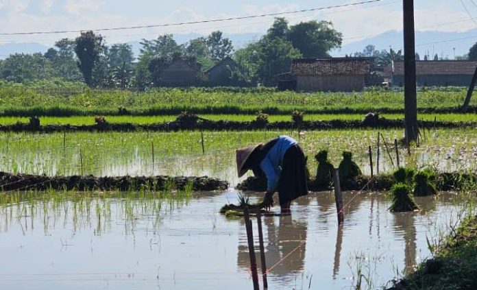 petani_menanam_padi petani menanam padi