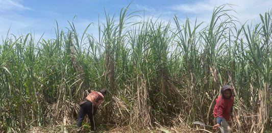 APTRI Dukung Langkah Kementan Percepat Swasembada Gula Petani sedang melakukan panen tebu