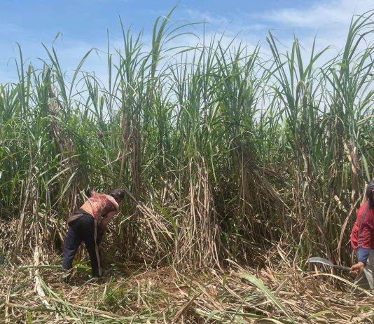 Petani sedang melakukan panen tebu