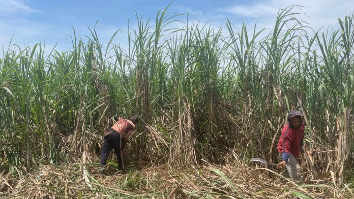 Petani sedang melakukan panen tebu