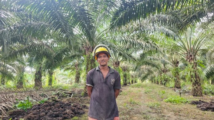 bapak-ali