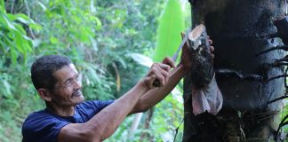 Gula Aren Organik Pacitan Tembus Belanda, Malaysia, dan Australia Seorang pekebun memanen nira aren.