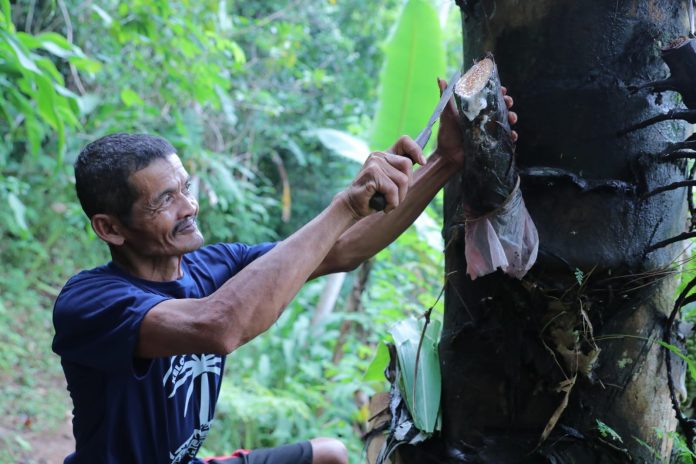 Seorang pekebun memanen nira aren.
