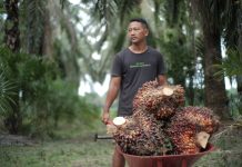 Genjot Hilirisasi, Sawit Jadi Miracle Crop Andalan RI di Pasar Global Petani mengangkut tandan buah segar