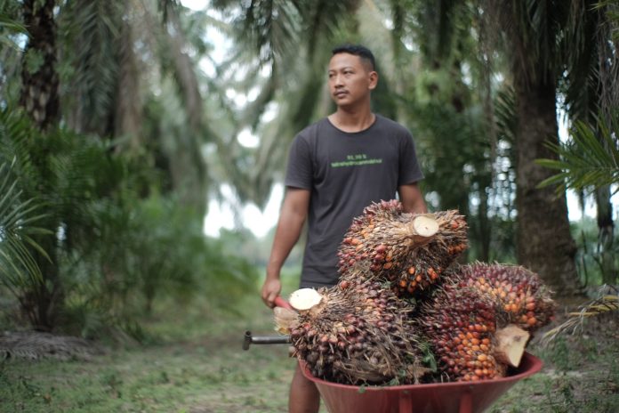 petani-mengangkut-sawit Petani mengangkut tandan buah segar sawit.