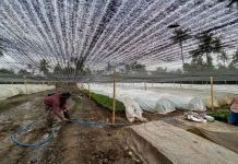 Melihat Lebih Dekat Pusat Perbenihan Kopi dan Kakao di Bali