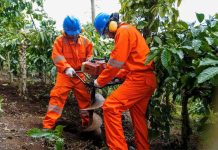 Menjaga Tanah, Menjaga Masa Depan: Jalan Regeneratif Kopi Indonesia