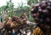 Kementan Perkuat ISPO untuk Jaga Daya Saing Sawit Petani mengangkut tandan buah segar sawit